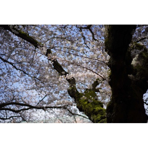 SONY FE 90mm f/2.8 G - SEL90M28G