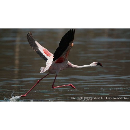 SONY FE 200-600mm f/5.6-6.3 G - SEL200600G