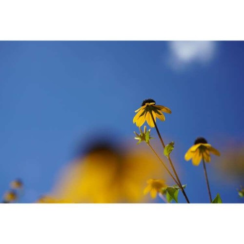 SONY FE 50mm f/2.8 - SEL50M28