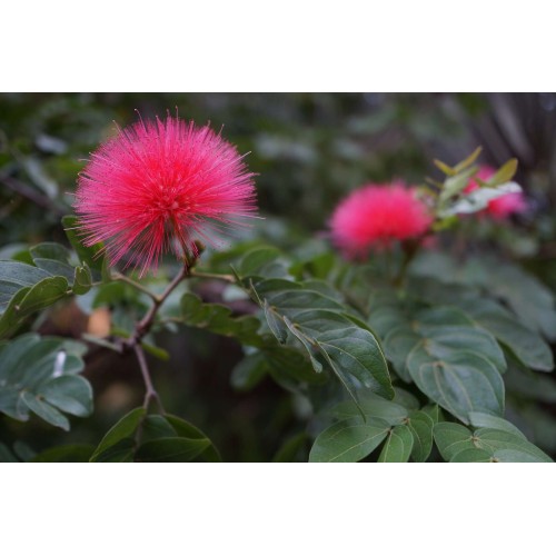 SONY E 24mm f/1.8 Z - SEL24F18Z