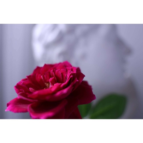 CANON RF 16-28mm f/2.8 IS STM