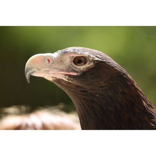 CANON RF 200-800mm f/6.3-9 IS USM