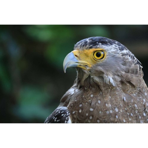 CANON RF-S 55-210mm f/5-7.1 IS STM