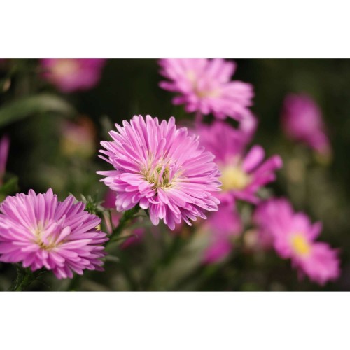 CANON RF-S 55-210mm f/5-7.1 IS STM
