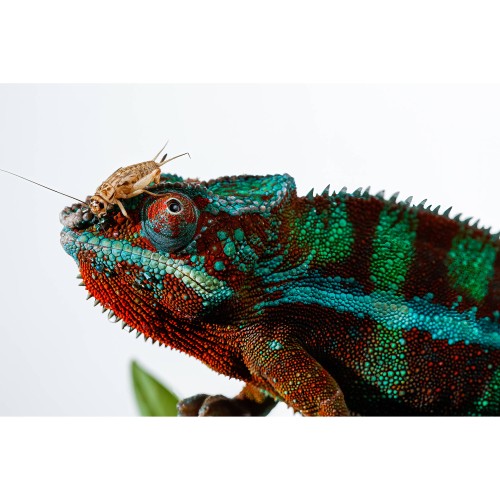 CANON SPEEDLITE EL-5