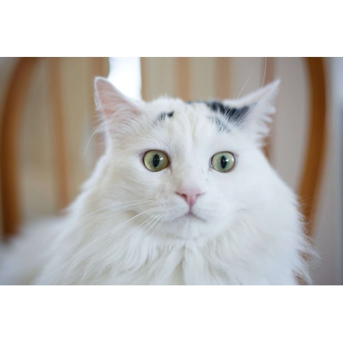 CANON EF 50mm f/1.8 STM