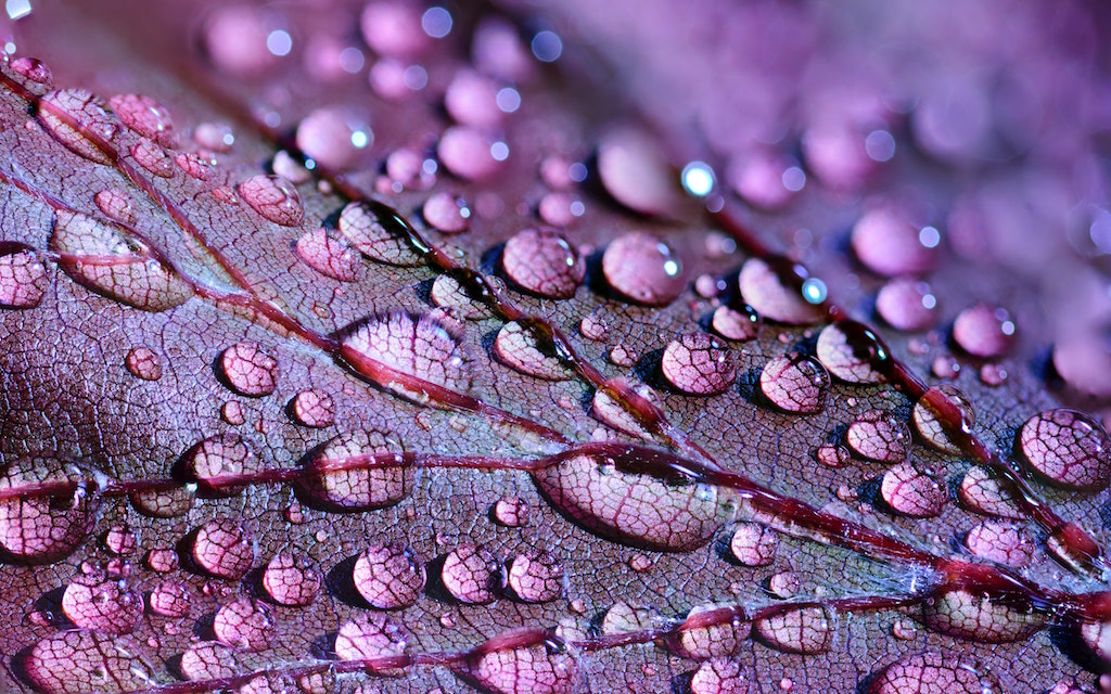 Macrofotografia:  conoscere il mondo nei minimi dettagli